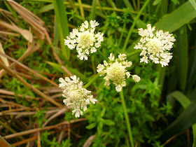 Oenanthe globuleuse, Oenanthe globulosa, famille: Apiacées. Oenanthe 3.JPG