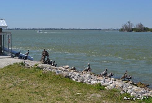 Pelicans waiting for scraps at the cleaning station