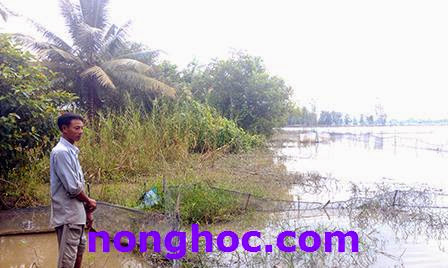 Cờ Đỏ (TP Cần Thơ): Cá ruộng chờ thương lái