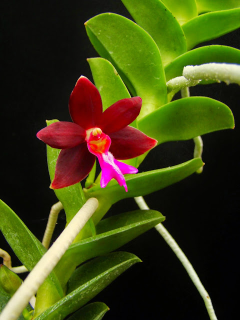 Trichoglottis atropurpurea (brachiata) DSC03139