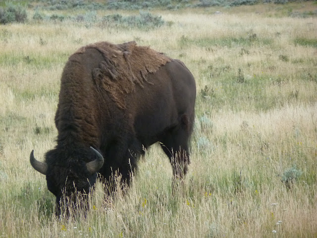 Mammoth Hot Springs. Valle de Lamar. Calcite Springs. Tower Falls. 12 Julio - LAS ROCOSAS DE CANADA. YELLOWSTONE Y GRAND TETON. (43)