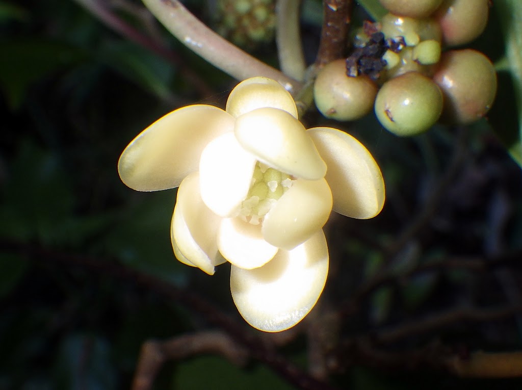 サネカズラ Kadsura Japonica Familiar Flowers 2