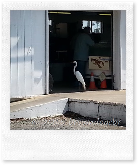 Egret at the shrimp dock 3.
