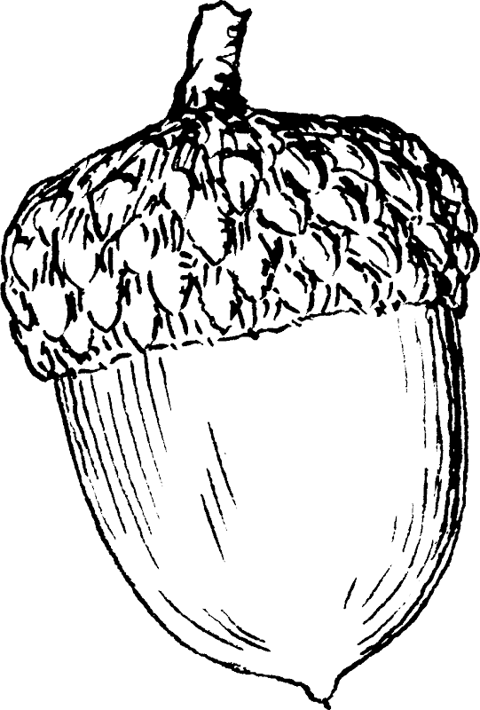 Acorn Coloring Coloring Pages