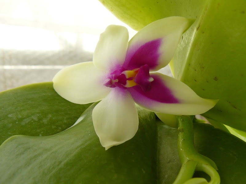 Phalaenopsis bellina Phalaenopsis%2520bellina%2520sous%2520feuille