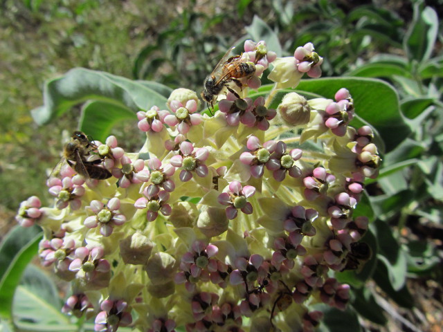 bees covering a bunch of little flowers