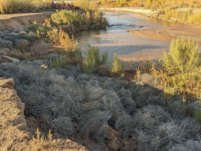 რობი დელავერი - Robby Delaware's photo of the riverbank in St. George, Utah