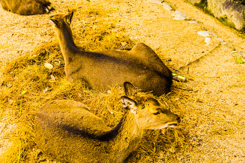 miyajima deer4