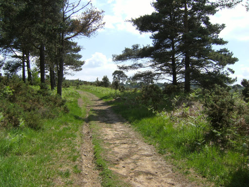 1006120042 Emerging onto Ashdown Forest