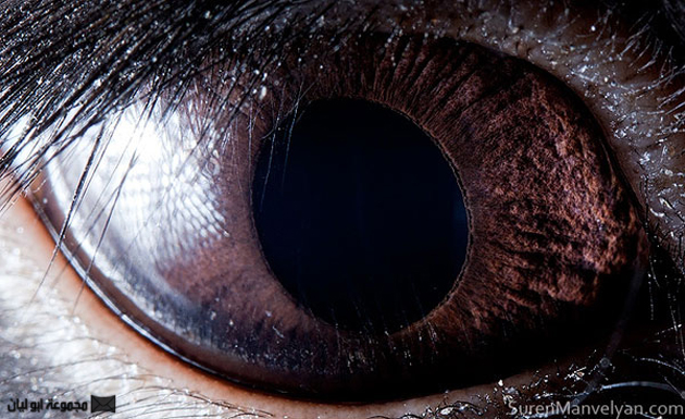 كشف خبايا العيون بالتصوير الماكرو Black-rabbit-close-up-of-eye-macro-suren-manvelyan