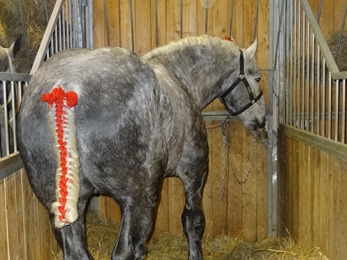 2018.02.25-068 Fakir d'Ajain cheval percheron