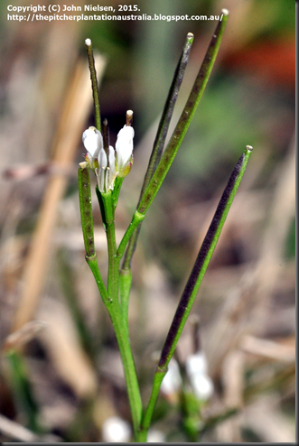 Cardamine_hirsuta_flower_lateral