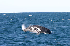 Whale head