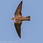 Crag Martin; Avión Roquero