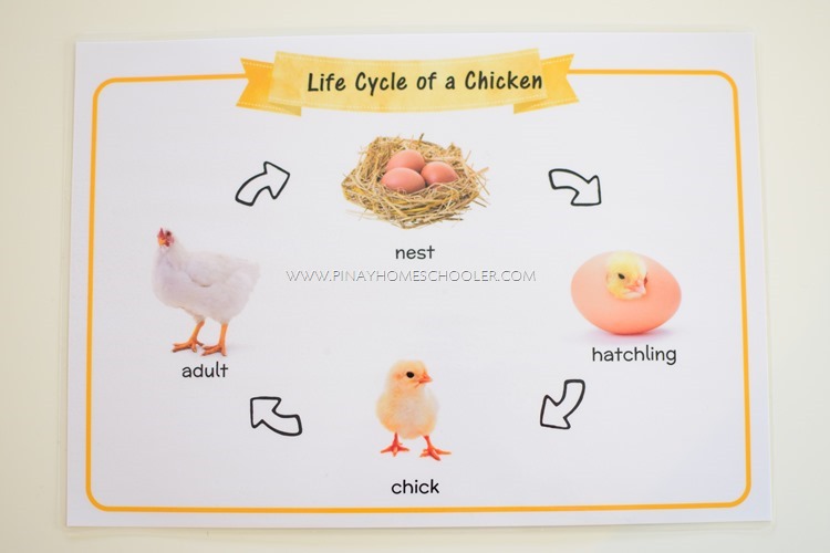 Life Cycle of a Chicken Mat