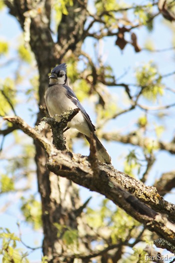 Blue Jay