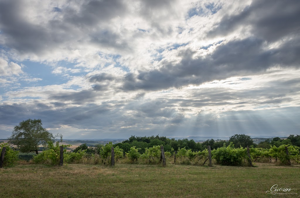 Vignes Vosgiennes SEBY1643