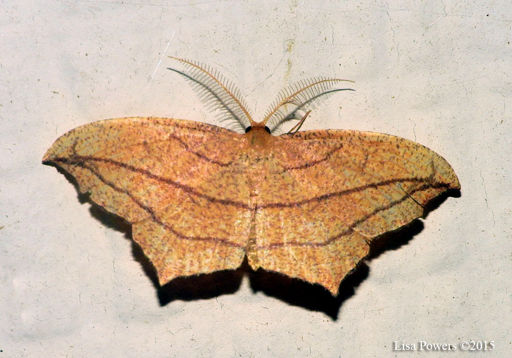 Cross-lined Wave Moth