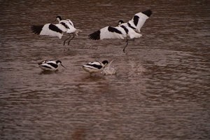 Digiscoping at Pensthorpe with Wex and Danny Porter