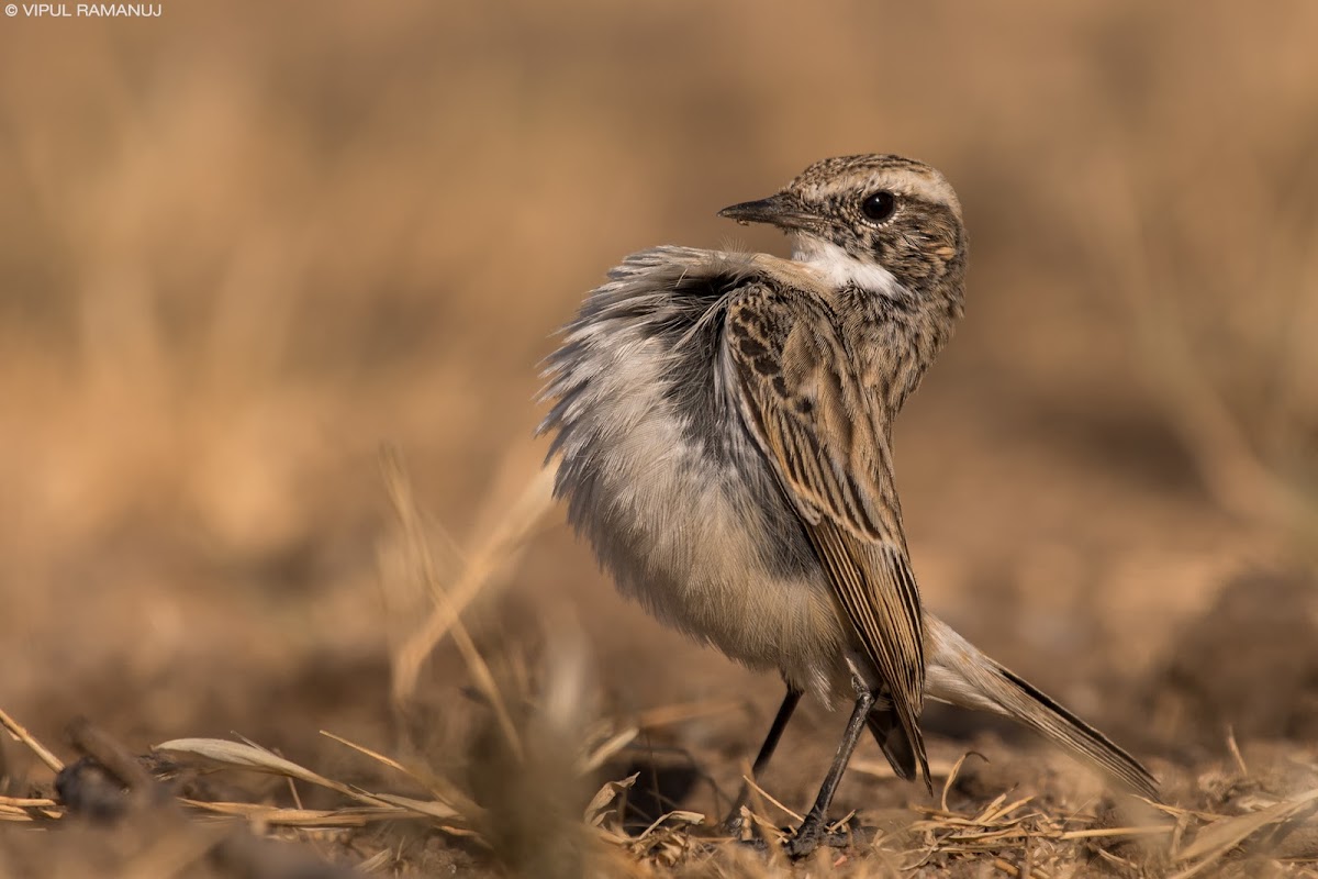 Stoliczka's Bushchat