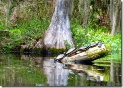 Turtles on a log