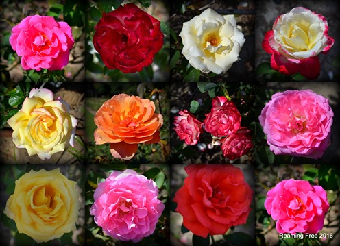 Garden of Roses