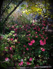 Braille Garden