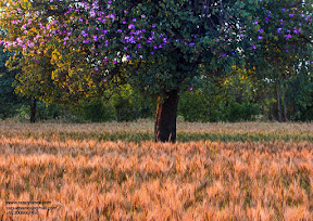 Dancing Light- just after rain with a beautiful tree of "Kachnaar", Samundri, Punjab