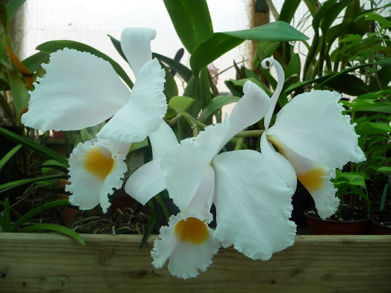 Cattleya schroederae P1230243