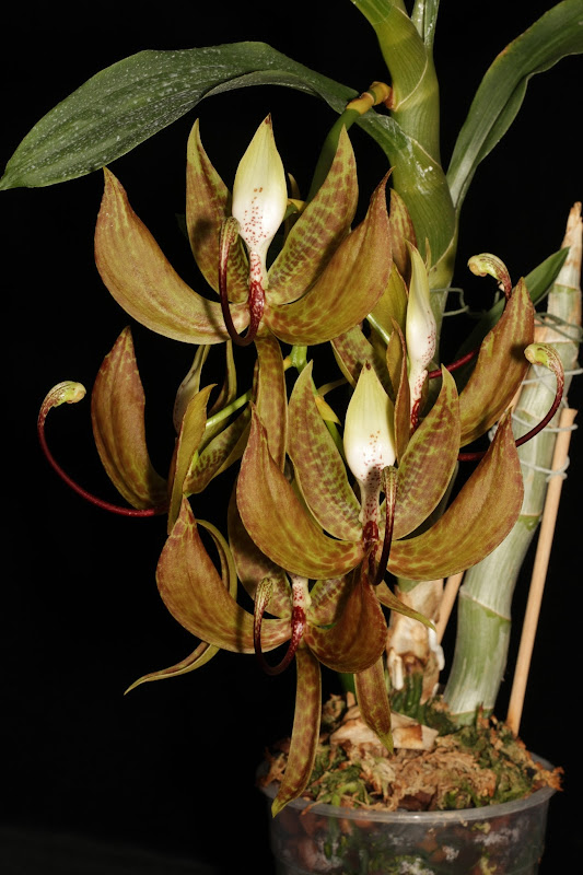 Cycnoches loddigesii IMG_3665