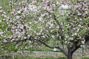 Apricot blossom in Hunza