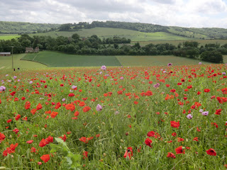 CIMG3000 Wildflower meadow above Luddesdown