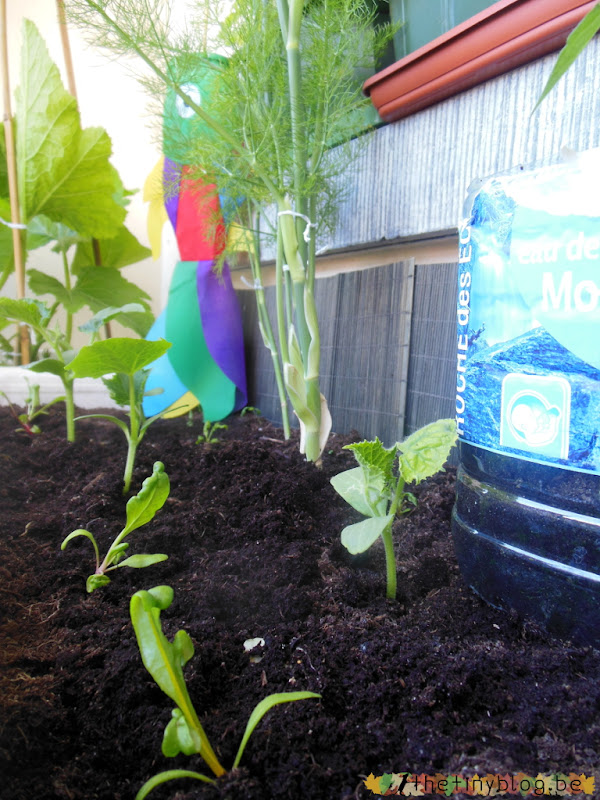 My balcony urban vegetable garden June 2015 in Brussels