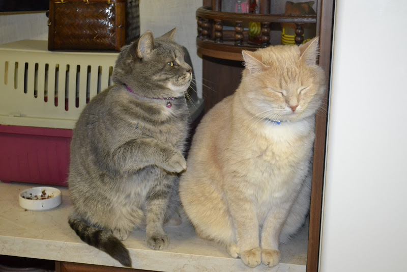 Поговорим о кошках36