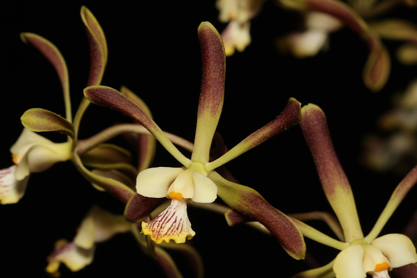 Encyclia alata IMG_5051