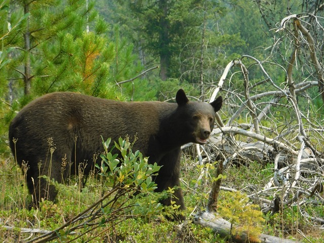 C009_CAN BC Wells Gray PP Ray Farm Bear_2018-08-10_DSCN2178