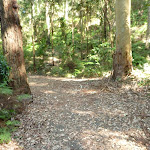 Leafy trail on Blueberry Ash trail in the Blackbutt Reserve (400060)