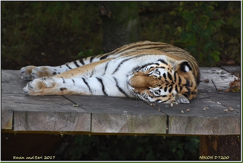 Yorkshire Wildlife Park - August