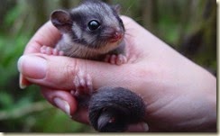 Leadbeater’s possum