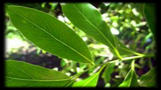 藥用植物的補救措施(圖4)-速報App
