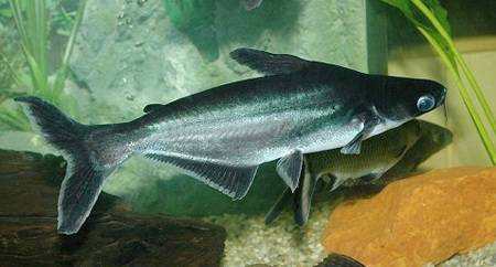 [Image: Pangasius_sutchi.jpg]