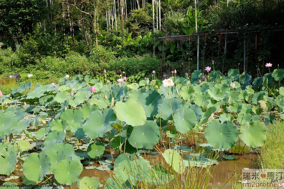 仁里茶園