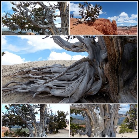 Kanarraville, UTCedar Breaks NM