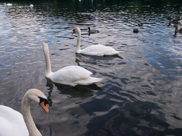 Swans at the Lough