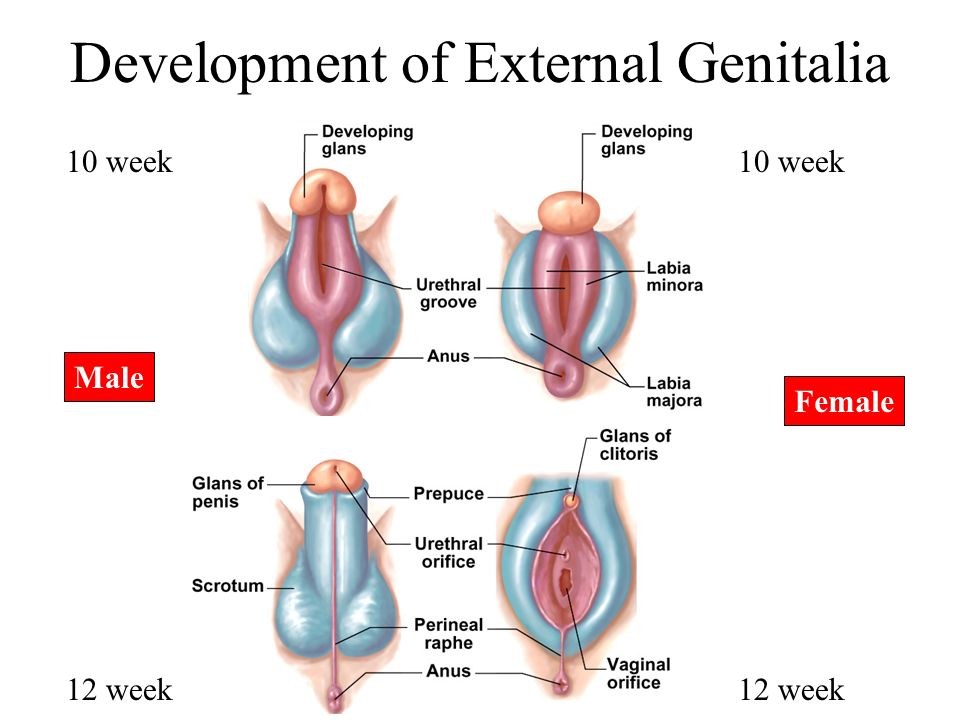 파일:외부 생식기의 발생.jpg