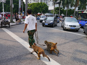 three leashed monkeys crossing a road in Zhuhai