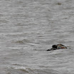 2 Crape turtles mating! 2 Crape turtles mating!