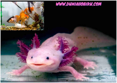 axolotl bisa dicampur ikan mas koki