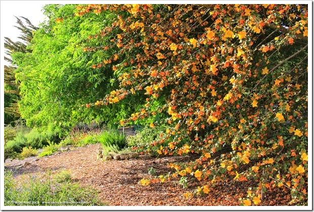 160321_SLOBG_0037_Fremontodendron-Pacific-Sunset