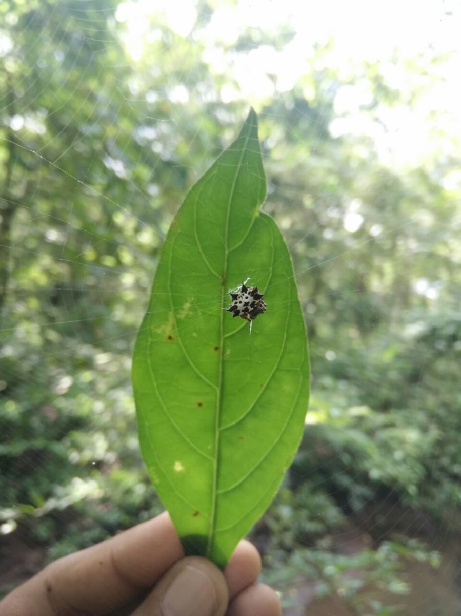 Spiny Orb Weaver